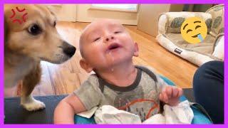 Funny Moments Of Baby And Dog Play #38  Playing With Puppies And Cute Babies  Baby And Dog Videos