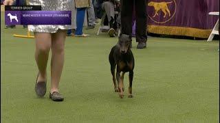 Manchester Terriers Standard  Breed Judging 2023