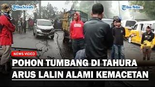Arus Lalu Lintas Medan Berastagi Macet Disebabkan Pohon Tumbang Timpa Tiang Listrik