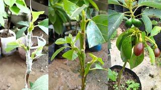 New Method of Triple Grafting Avocado Seedlings  avocado seeds how to grow