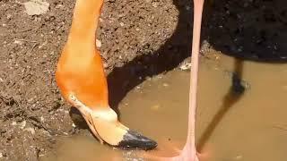 Flamingos drinking water at Philadelphia Zoo March 2023