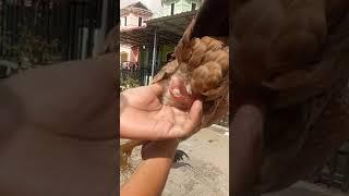 Proses ayam bertelur