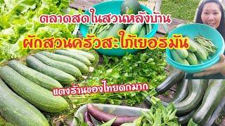 ตลาดสดในสวนหลังบ้าน เก็บแตงร้านของไทยในสวนดกมาก #ผักสวนครัวสะใภ้เยอรมัน