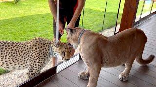 Puma Messi let Gerda on his veranda