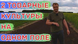 ПШЕНИЦА + ДОННИК. Бинарный посев. Прямой посев