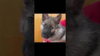 Интересная история про щенков. An interesting story about puppies. German Shepherds.