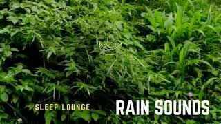 #rainsounds #rainfall#youtubeshorts #youtube#explorebogor#istagram#saderiwaterfall