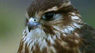 Secret Nature - Facts About Birds of Prey   S01E05  Bird Documentary  Natural History Channel