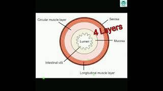 Stomach_rugae_mucosa submucosa muscularis externaserosa_Gastric pit_sphincter_parietalchief cell