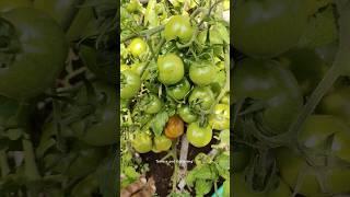 टमाटर में हैवी फ्रूटिंग के लिए आज ही करें ये काम #tomato #organicgardening #terracegardening