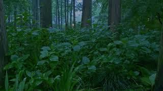 The beautiful forest is raining174  sleep relax meditate study work ASMR