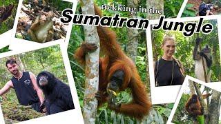 We did a 4 DAY JUNGLE TREK in Sumatra and this is how it went...