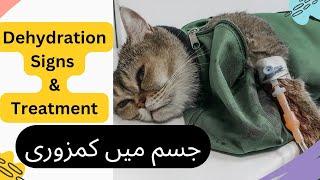 Dehydration in cats home treatment  how to check dehydration?  Animalia Dot Pk