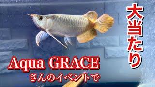 マジか！衝撃‼️アジアアロワナショップAqua GRACEさんでモンスターが大当たり