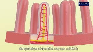 Animation 6.4 Structure of a villus