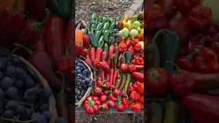 A beautiful and colorful garden harvest #gardenharvest #harvest #growyourownfood #growfood #garden