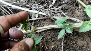 RAINY SEASON CULTIVATION OF BASIL.