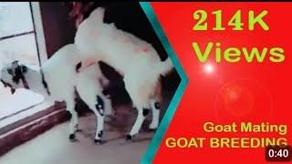 goat breeding seasongoat breeding setupgoat breeding injectiongoat cartoongoat mating seasons