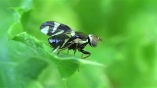 Canadian Thistle Gall Fly Male