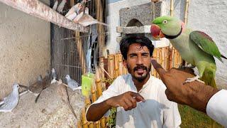 Raw Parrot wapis Chala Gia  New Birds Leny Gaye 