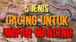 5 JENIS CACING UNTUK UMPAN MANCING