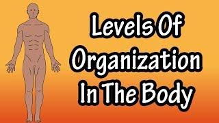 What Are The Levels Of Organization In The Body - Organization Of The Human Body
