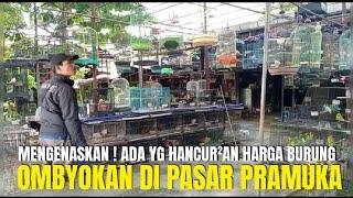 MENGENASKAN  ADA YG SUDAH HANCUR²AN HARGA BURUNG OMBYOKAN DI PASAR PRAMUKA