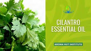 Cilantro Essential Oil