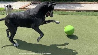 Joyful Senior Great Dane Plays Like a Puppy Playing Jolly Ball With The Puppy