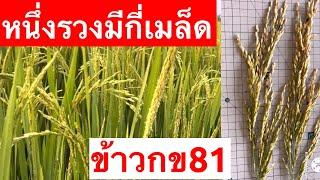 ข้าวกข81หนึ่งรวงมีกี่เมล็ด#ข้าวหนึ่งรวงมีกี่เมล็ด#ข้าวกข81#ข้าว#รวง#เมล็ด#กข81