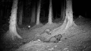 Fox vs 3 Pine Martens