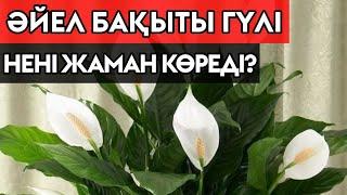 ӘЙЕЛ БАҚЫТЫ ГҮЛІ НЕНІ ҰНАТЫП НЕНІ ҰНАТПАЙДЫ?