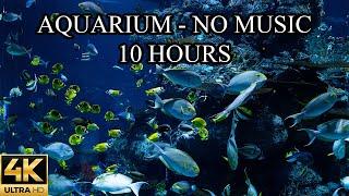 AQUARIUM 4K Coral Reef NO MUSIC and NO ADS 4K Reef Tank - 10 Hours  Underwater Ambience