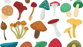 What Are Medicinal Mushrooms?