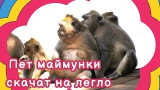 Пет Маймунки Скачат на Легло - Детска Песничка