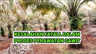 KESALAHAN FATAL DALAM PERAWATAN KELAPA SAWIT