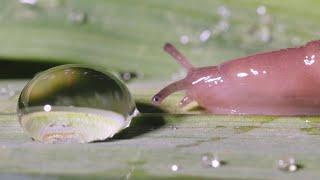 Slug vs water droplet  #4 - UHD 4K