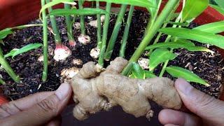 How To Grow Ginger Plant Indoors in Pot - Gardening Tips