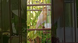 Canário Belga Campainha - Canary Singing 2