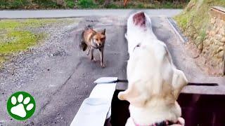 Wild Fox Approaches Disabled Dog