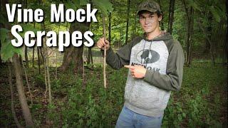 Setting up Vine Mock Scrapes the best licking branch for deer