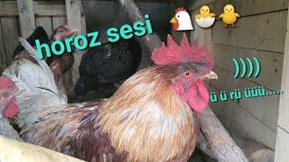 HOROZ SESİ ÜÜRÜÜ#ötüşü #şarkısı#çilli#tavuk#civcivler#videolari#hint#uyandırma#alarm#horozum#remix