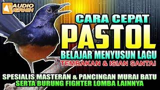 CARA CEPAT PASTOL BELAJAR MENYUSUN LAGU & MELATIH NAFAS PANJANG   Materan murai batu  Shama Bird