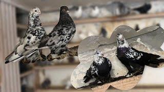 Продажа ВПЕЧАТЛЯЮЩЕЙ КОЛЛЕКЦИИ Голубей Гии Гагуа#pigeons #animal #newyear #georgia