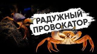 Радужный краб с нерадужным характером