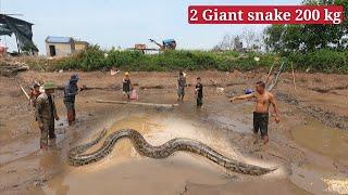 5 young people teamed up to confront a 200 kg giant snake in the swamp