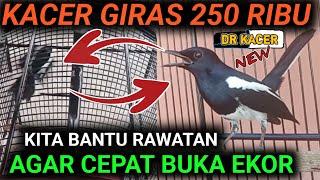 GILA‼️BELI 250 RIBU KACER GIRAS AKU BANTU RAWATAN AGAR KACER BUKA EKOR FIGHTER KELUAR