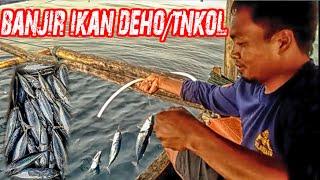 Sekali Turunkan Mata Pancing Ratusan Ikan DehoTongkol Naik 100 Mata PancingTraditional Fishing