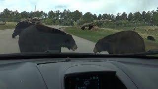 Car Surrounded By Bears  -  Bear Country U.S.A.