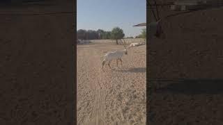 A very close encounter with an angry Arabian Oryx